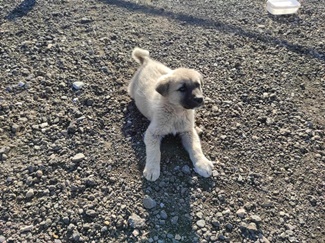 Hayvan Barınağımızı Ziyaret.