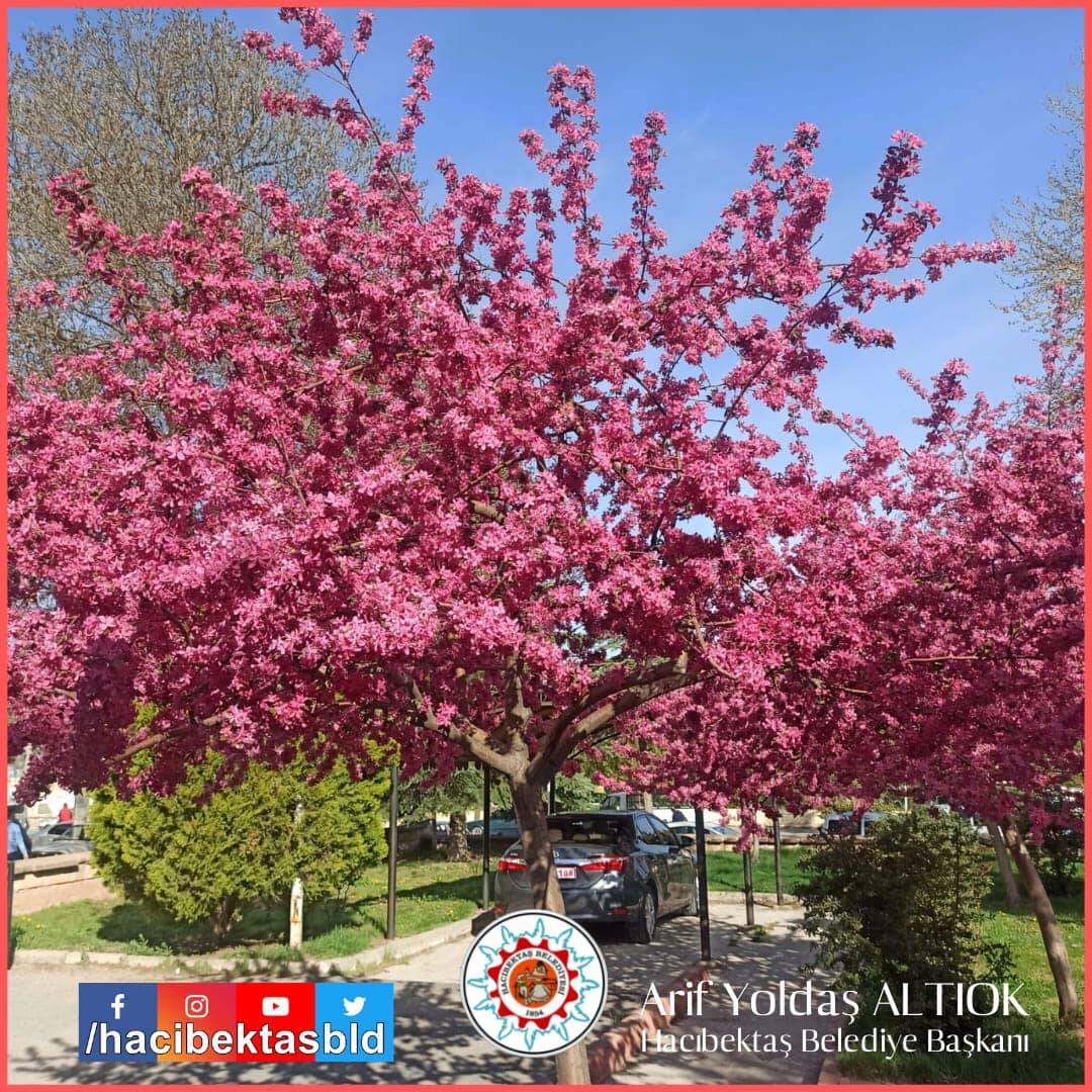 Güzel Bir Bahar Sabahından Tüm Dostlarımızı Günaydın